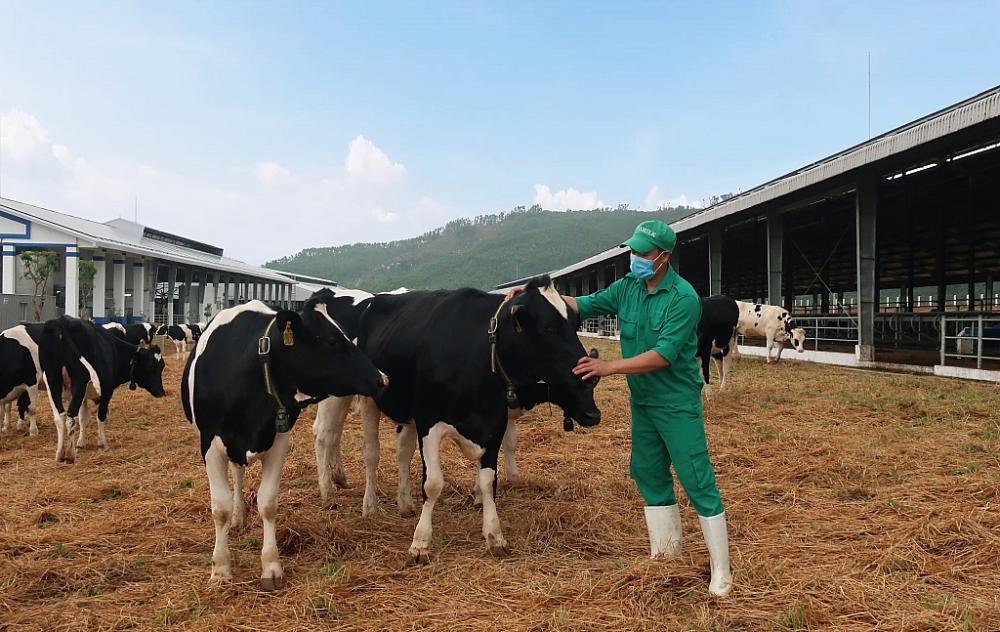 Vinamilk nhập khẩu trên 2.100 con bò sữa thuần chủng từ Mỹ