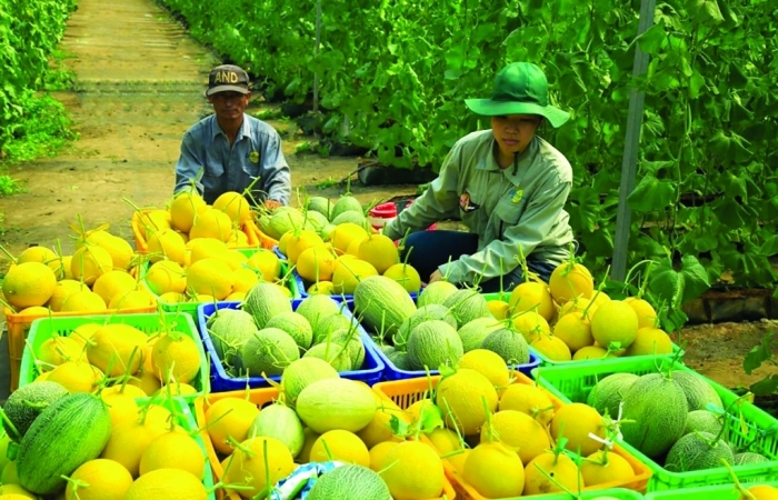 Sản phẩm nông sản hỗ trợ đầu tư, trồng tại Campuchia vận chuyển về Việt Nam có được miễn thuế?