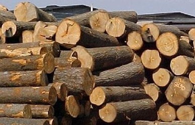 Gỡ vướng thực hiện thủ tục xuất nhập khẩu gỗ